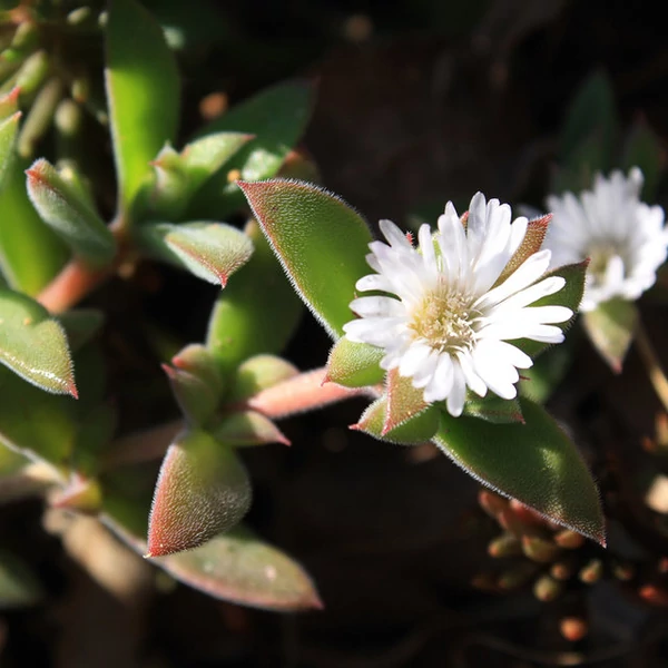 Delosperma ecklonis - Délvirág, kristályvirág