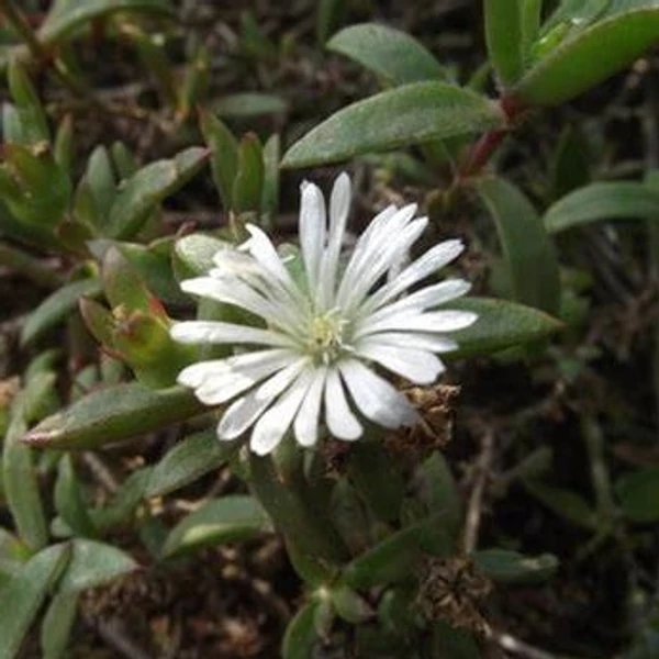 Delosperma ecklonis - Délvirág, kristályvirág