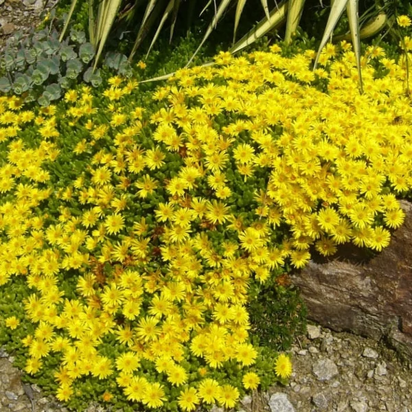Delosperma nubigenum - Délvirág, kristályvirág