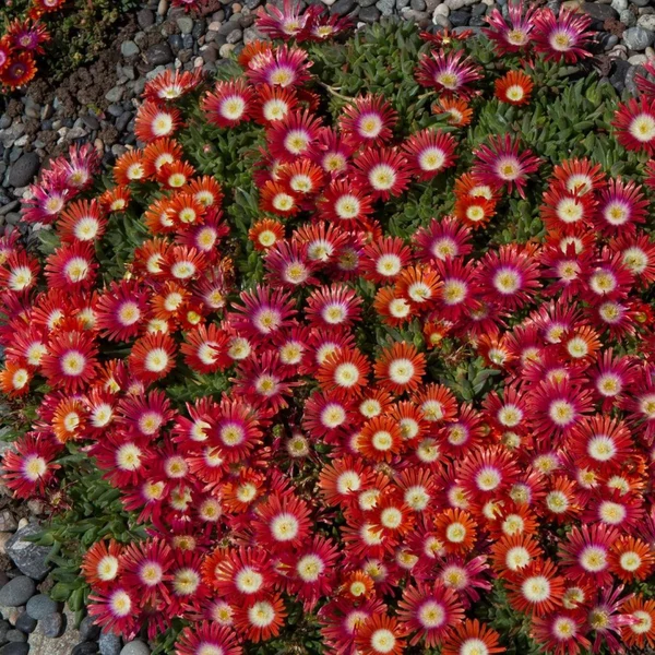 Delosperma 'Red Mountain' – Délvirág