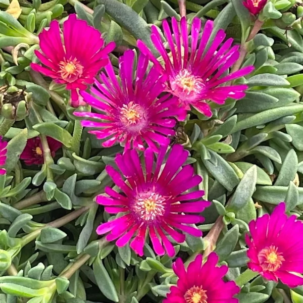 Delosperma 'Sundella Neon' – Délvirág, kristályvirág