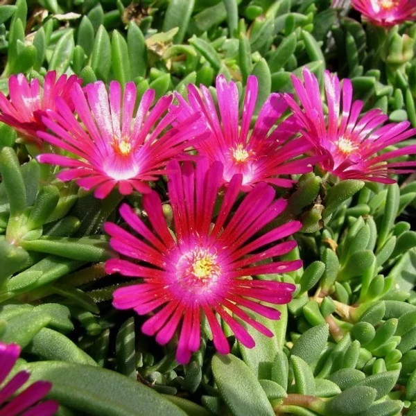 Delosperma 'Sundella Neon' – Délvirág, kristályvirág
