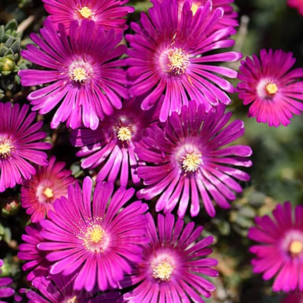 Delosperma 'Sundella Neon' – Délvirág, kristályvirág