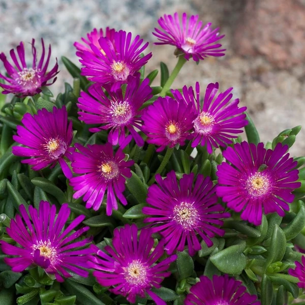Delosperma 'Sundella Neon' – Délvirág, kristályvirág