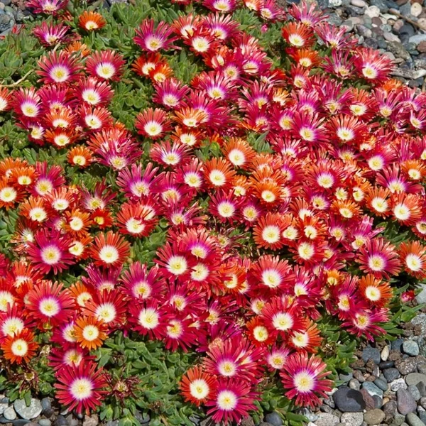 Delosperma 'Sundella Red' – Délvirág, kristályvirág