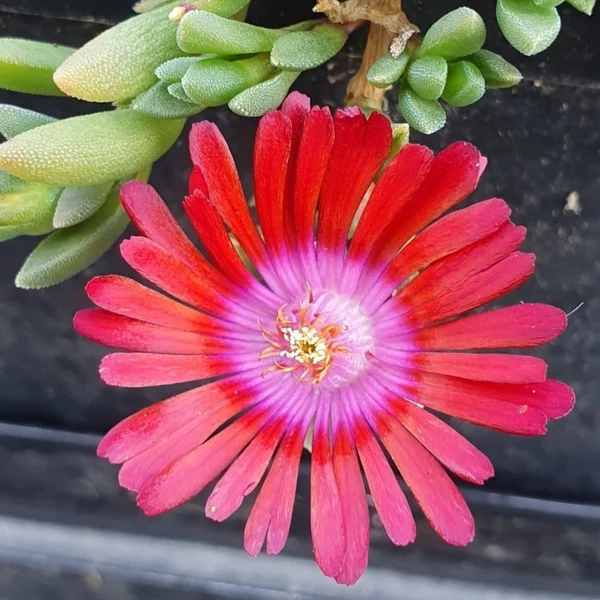 Delosperma 'Sundella Red' – Délvirág, kristályvirág