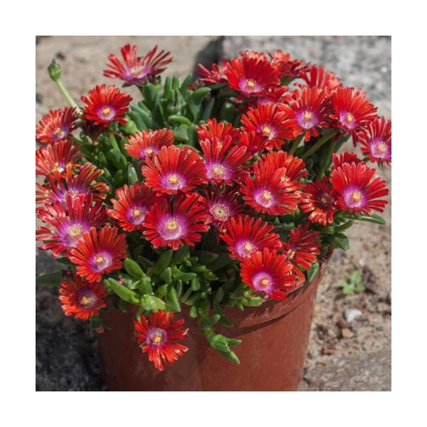 Delosperma 'Sundella Red' – Délvirág, kristályvirág