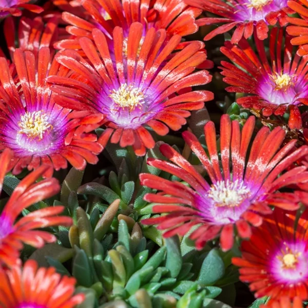 Delosperma 'Sundella Red' – Délvirág, kristályvirág