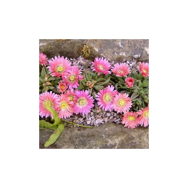 Delosperma sutherlandii 'Peach Star' – Délvirág, kristályvirág