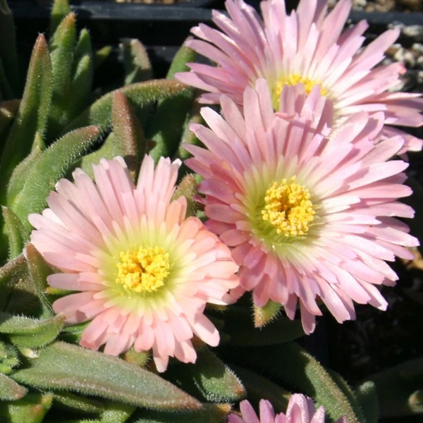 Delosperma sutherlandii 'Peach Star' – Délvirág, kristályvirág