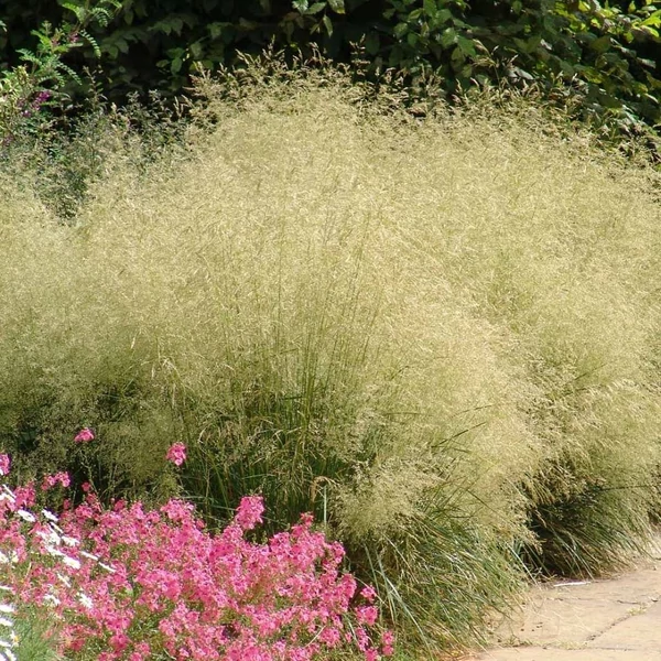 Deschampsia cespitosa 'Goldtau' - Gyepes sédbúza