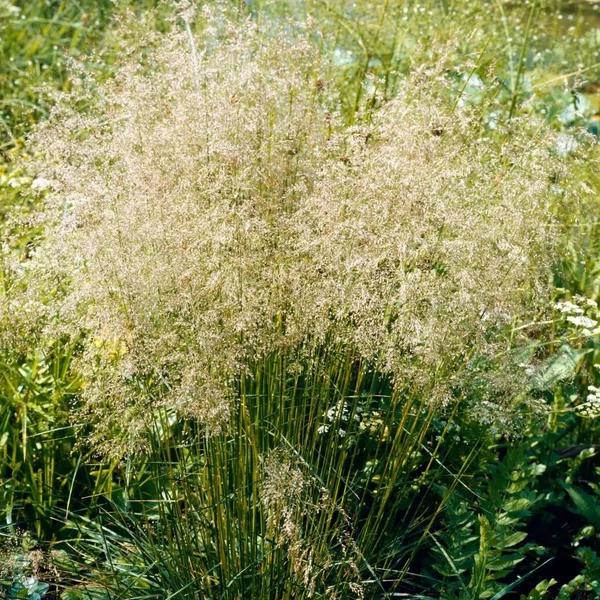 Deschampsia cespitosa 'Goldtau' - Gyepes sédbúza