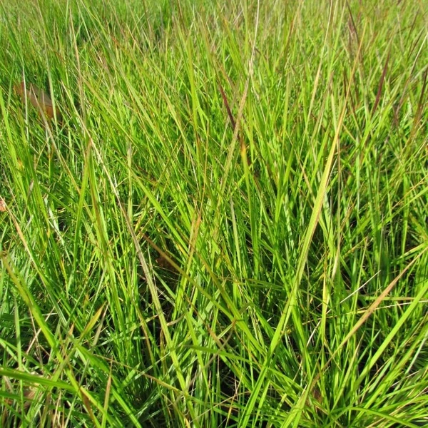 Deschampsia cespitosa 'Goldtau' - Gyepes sédbúza