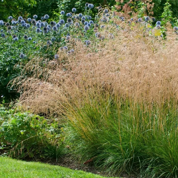 Deschampsia cespitosa 'Palava' - Gyepes sédbúza