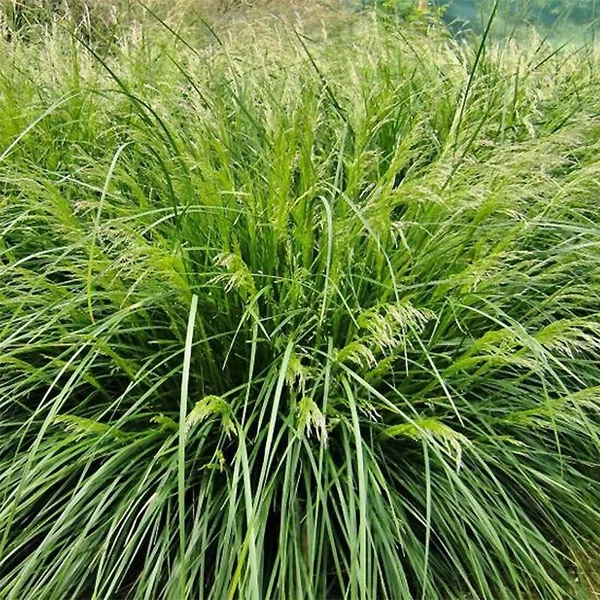 Deschampsia cespitosa 'Palava' - Gyepes sédbúza