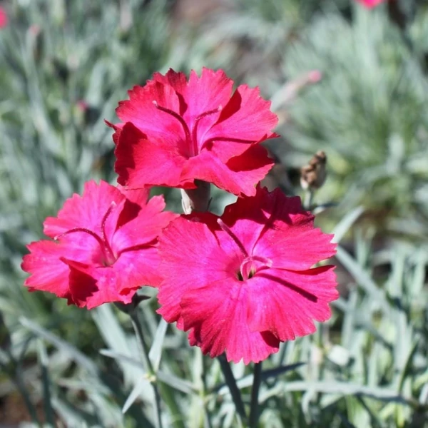Dianthus gratianopolitanus 'Badenia' - Pünkösdi szegfű