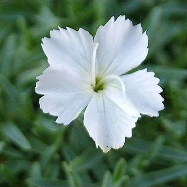 Dianthus gratianopolitanus 'La Bourboule White' - Pünkösdi szegfű