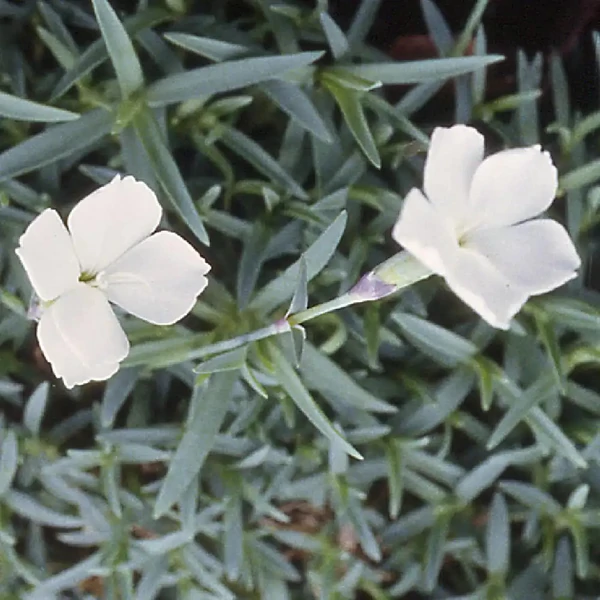 Dianthus gratianopolitanus 'La Bourboule White' - Pünkösdi szegfű