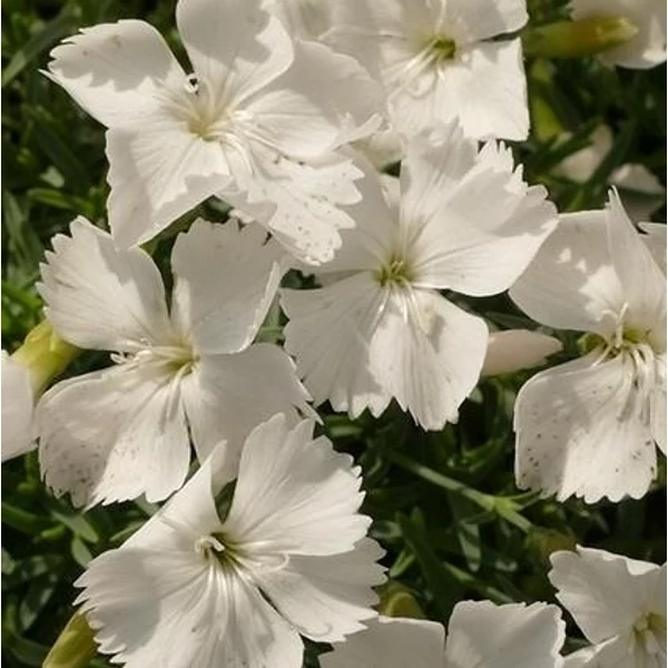Dianthus gratianopolitanus 'La Bourboule White' - Pünkösdi szegfű
