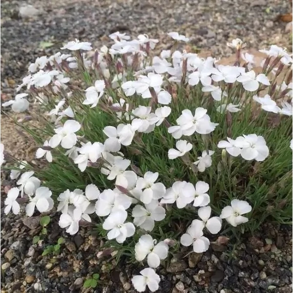 Dianthus gratianopolitanus 'La Bourboule White' - Pünkösdi szegfű