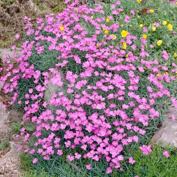 Dianthus gratianopolitanus 'Pink Jewel' – Pünkösdi szegfű
