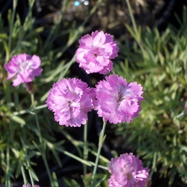 Dianthus gratianopolitanus 'Pink Jewel' – Pünkösdi szegfű