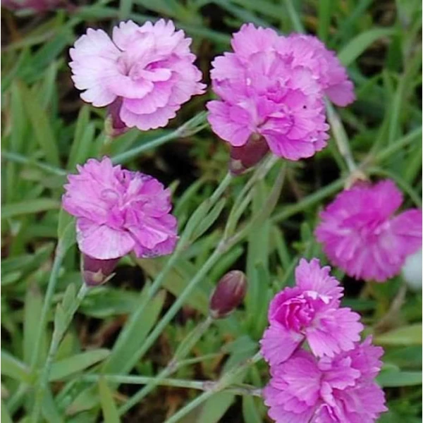 Dianthus gratianopolitanus 'Pink Jewel' – Pünkösdi szegfű