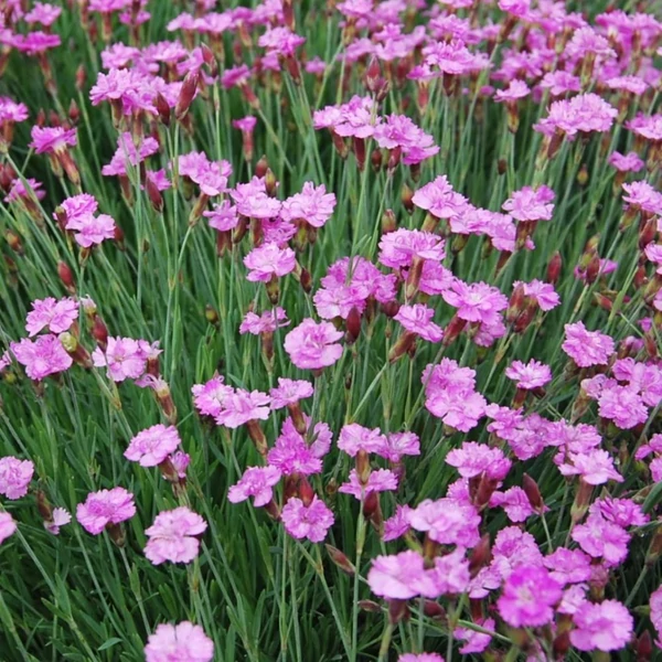 Dianthus gratianopolitanus 'Pink Jewel' – Pünkösdi szegfű