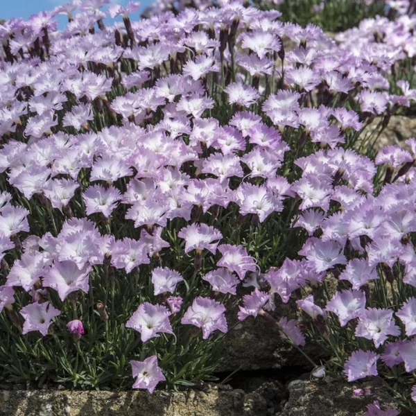 Dianthus gratianopolitanus 'Whatfield Wisp' – Pünkösdi szegfű