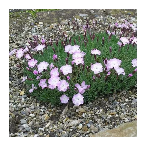 Dianthus gratianopolitanus 'Whatfield Wisp' – Pünkösdi szegfű