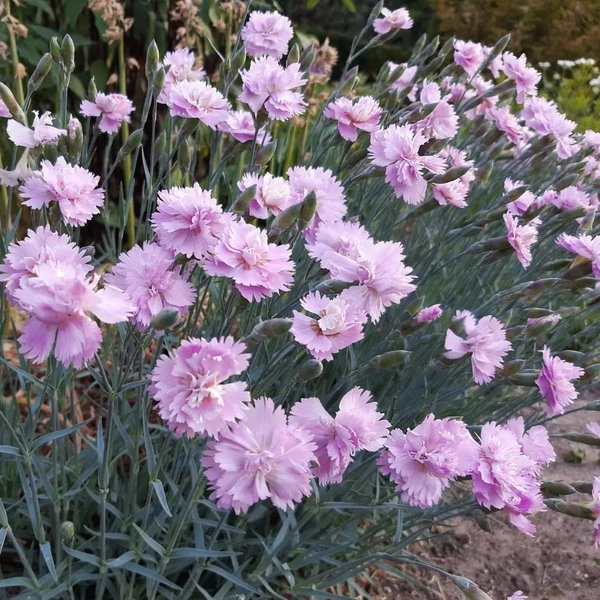 Dianthus plumarius 'Double Rose' – Tollas szegfű