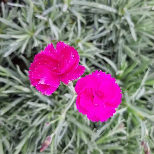 Dianthus plumarius 'Warden Hybrid' - Tollas szegfű