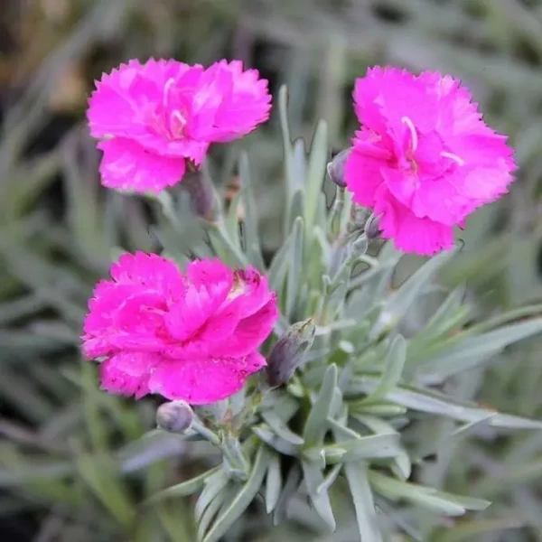 Dianthus plumarius 'Warden Hybrid' - Tollas szegfű