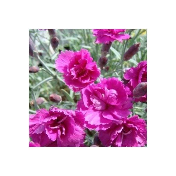 Dianthus plumarius 'Warden Hybrid' - Tollas szegfű