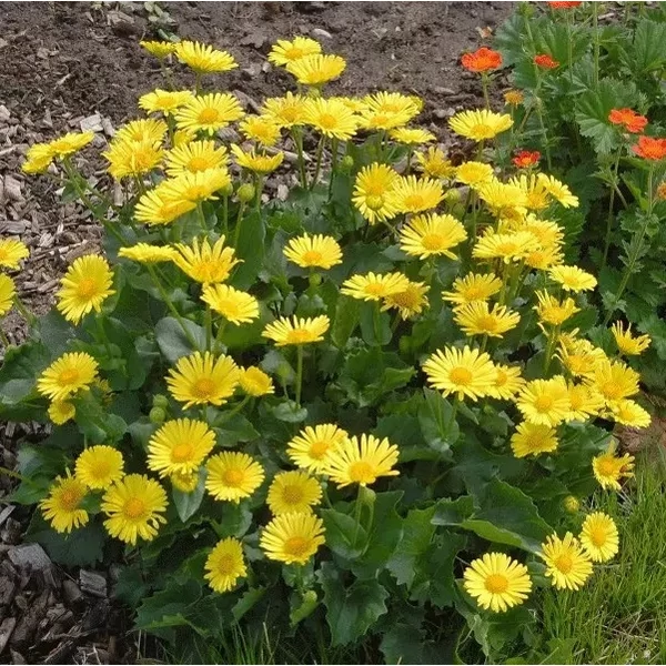 Doronicum orientale 'Leonardo Compact' - Kaukázusi zergevirág