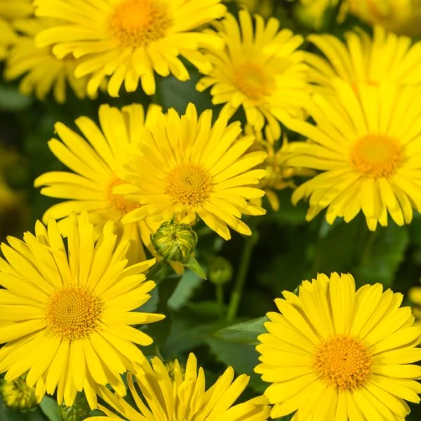 Doronicum orientale 'Leonardo Compact' - Kaukázusi zergevirág
