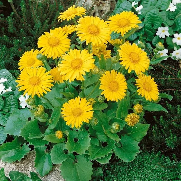 Doronicum orientale 'Little Leo' - Kaukázusi zergevirág