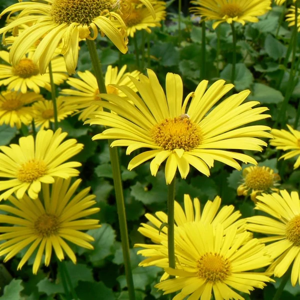 Doronicum orientale 'Little Leo' - Kaukázusi zergevirág