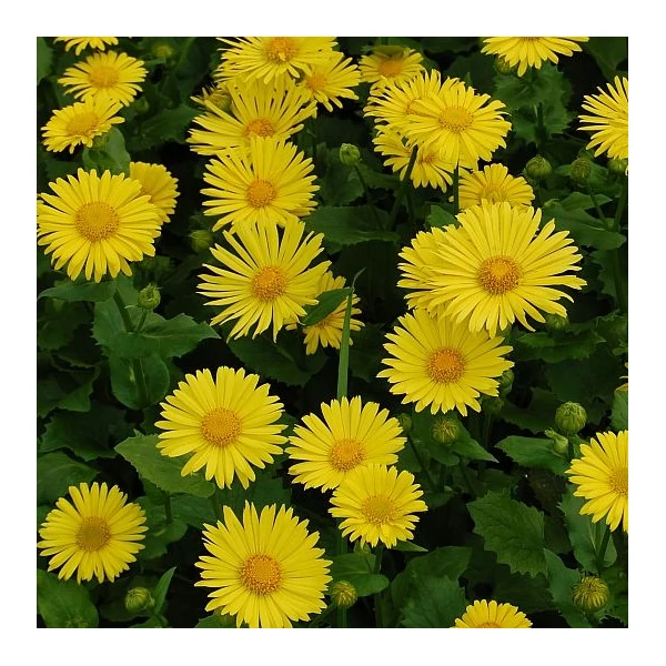 Doronicum orientale 'Little Leo' - Kaukázusi zergevirág