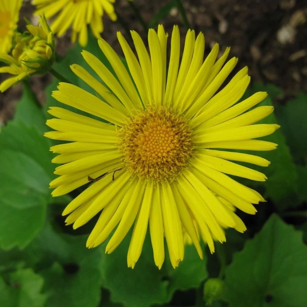 Doronicum orientale 'Little Leo' - Kaukázusi zergevirág