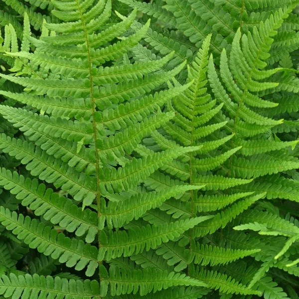 Dryopteris affinis – Pelyvás pajzsika