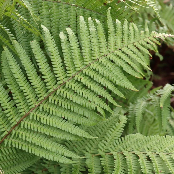Dryopteris affinis – Pelyvás pajzsika