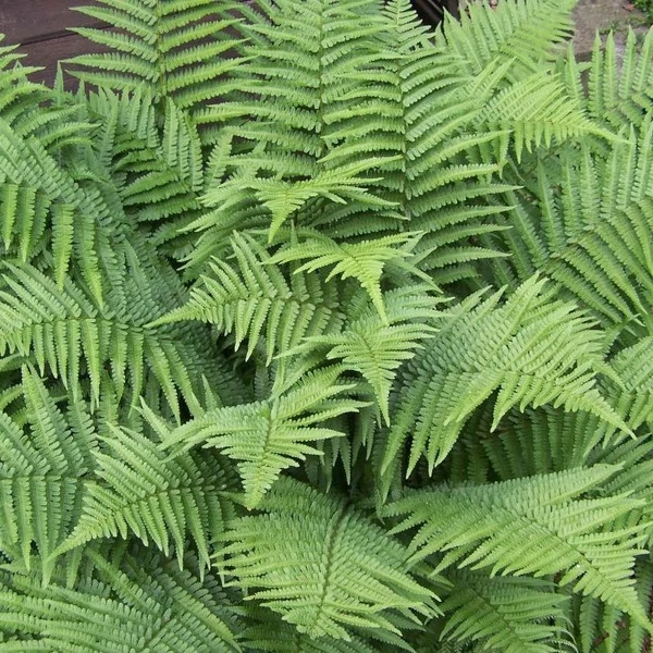 Dryopteris filix-mas - Erdei pajzsika