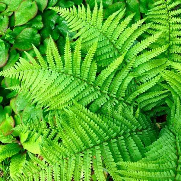 Dryopteris filix-mas - Erdei pajzsika
