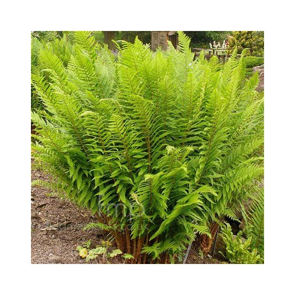 Dryopteris filix-mas - Erdei pajzsika