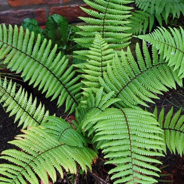 Dryopteris wallichiana – Alpesi fapárfrány