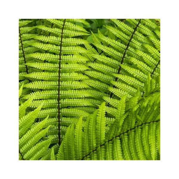 Dryopteris wallichiana – Alpesi fapárfrány