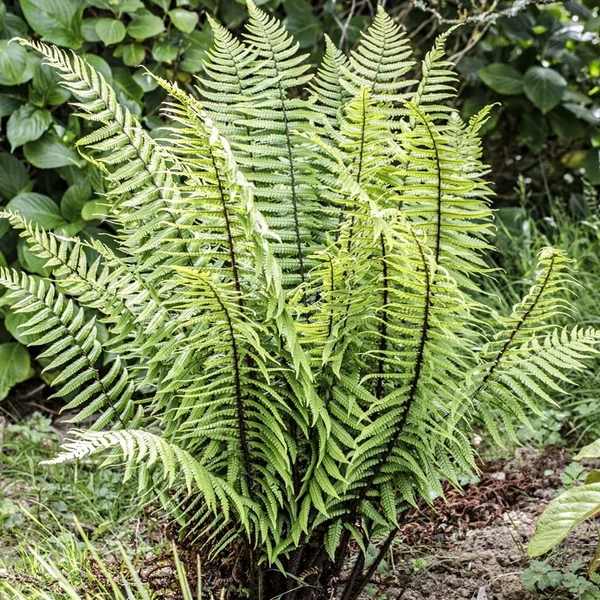 Dryopteris wallichiana – Alpesi fapárfrány