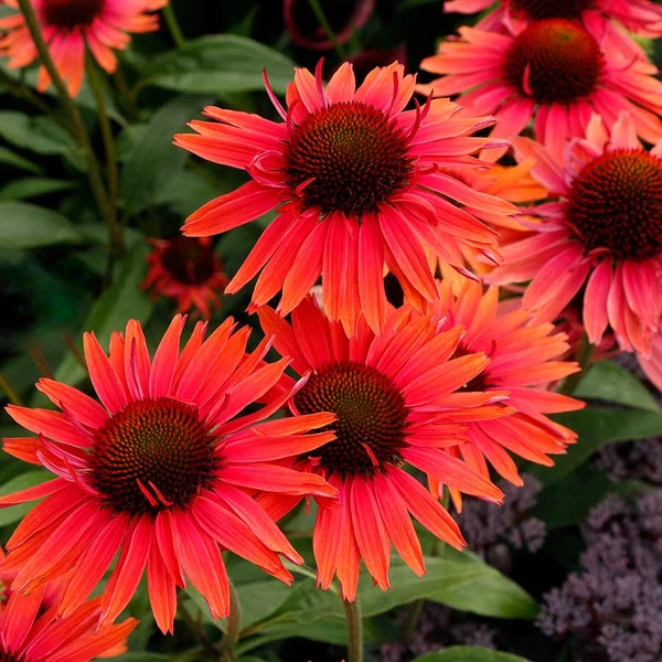 Echinacea 'Hot Lava' – Kasvirág