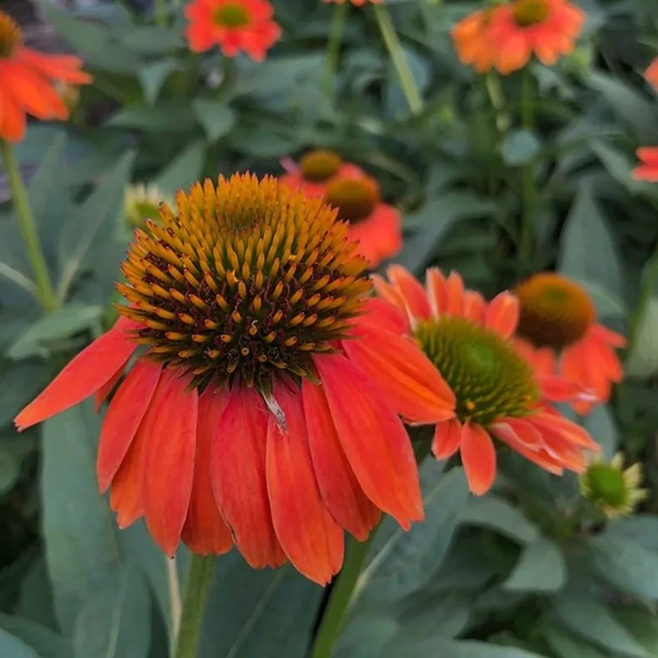 Echinacea 'Hot Lava' – Kasvirág